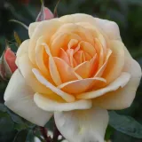 Sárga - virágágyi floribunda rózsa - Online rózsa vásárlás - Rosa Sweet Honey ® - diszkrét illatú rózsa - alma aromájú