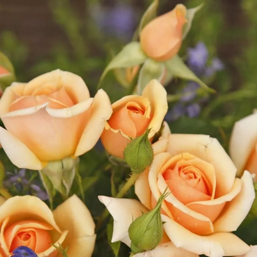 Róża pienna - Róże pienne - z kwiatami bukietowymi - Róża - Sweet Honey ® - 