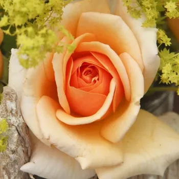 Ruže - eshop  - žltá - stromčekové ruže - Stromkové ruže, kvety kvitnú v skupinkách - Sweet Honey ® - mierna vôňa ruží - aróma jabĺk