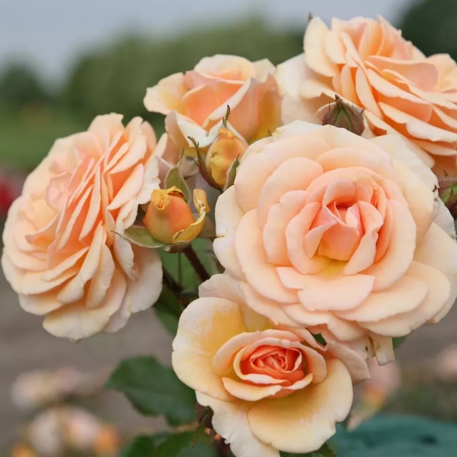 Trandafiri Floribunda - Trandafiri - Sweet Honey ® - răsaduri și butași de trandafiri 