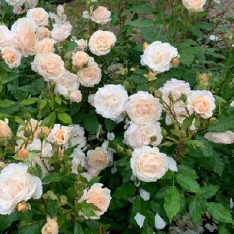 PENTRU STRATURI - Trandafiri - Sweet Honey ® - răsaduri și butași de trandafiri 