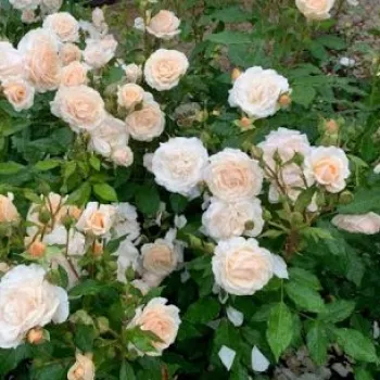 Mézsárga - barackszínű árnyalat - virágágyi floribunda rózsa - diszkrét illatú rózsa - alma aromájú