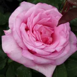 Rózsaszín - teahibrid rózsa - Online rózsa vásárlás - Rosa Sweet Parole® - intenzív illatú rózsa - tea aromájú
