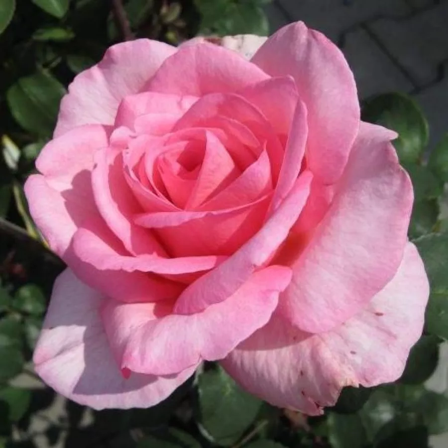 Różowy - Róża - Sweet Parole® - Szkółka Róż Rozaria
