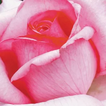 Ruže - eshop  - čajohybrid - ružová - intenzívna vôňa ruží - vôňa čaju - Sweet Parole® - (80-100 cm)