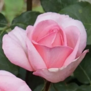 Rosa Sweet Parole® - rosa - Rose Ibridi di Tea - Rosa ad alberello0