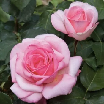 Világos rózsaszín - teahibrid rózsa - intenzív illatú rózsa - tea aromájú