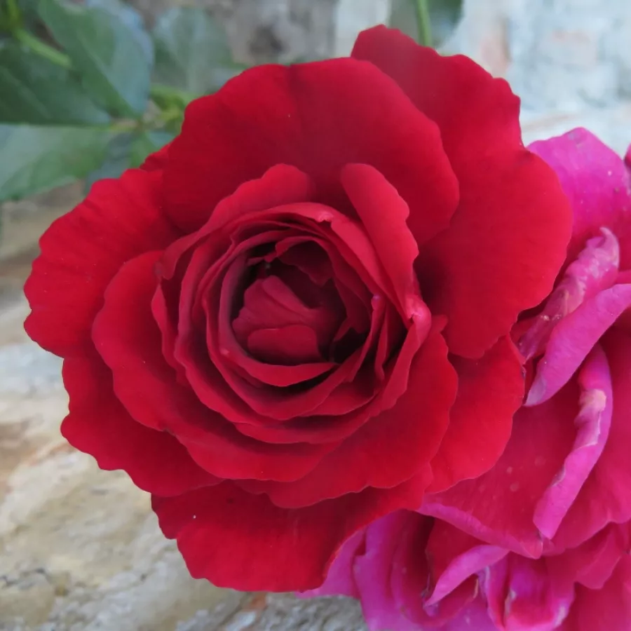 Vrtnica plezalka - Climber - Roza - Ravensteiner Mühlenrose - Na spletni nakup vrtnice