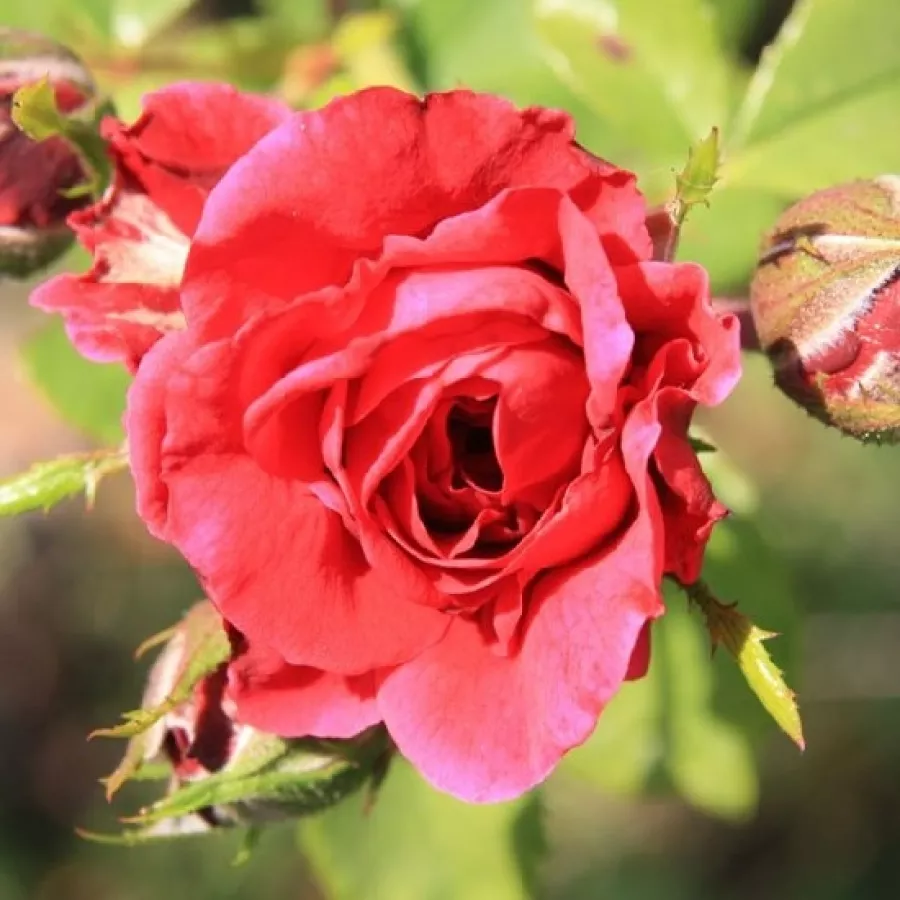 Vörös - Rózsa - Ravensteiner Mühlenrose - Online rózsa rendelés