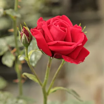 Rosa Ravensteiner Mühlenrose - červený - climber, popínavá ruža