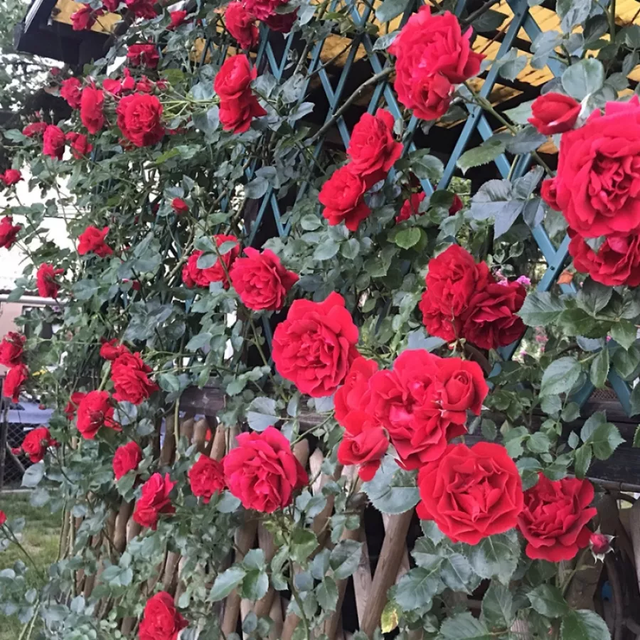 - - Rosa - Ravensteiner Mühlenrose - Produzione e vendita on line di rose da giardino