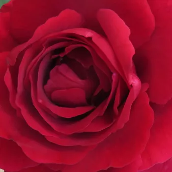 Comprar rosales online - Rosas trepadoras (Climber) - rojo - rosa de fragancia discreta - Szaffi - (200-250 cm)