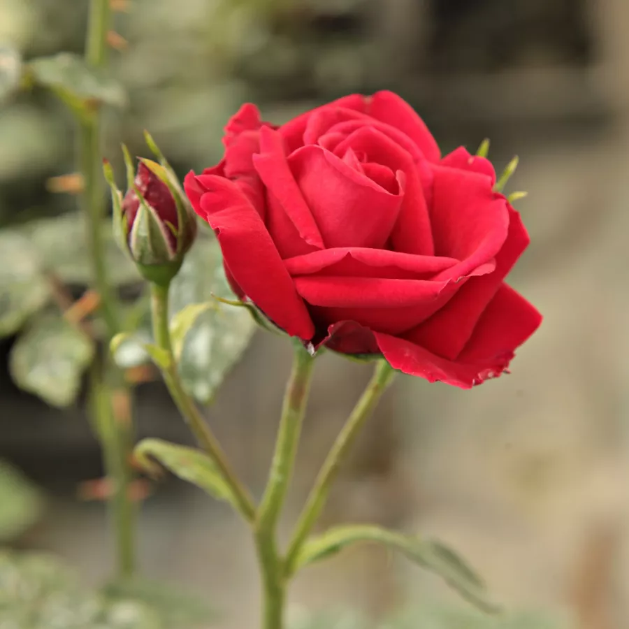 Rojo - Rosa - Ravensteiner Mühlenrose - rosal de pie alto