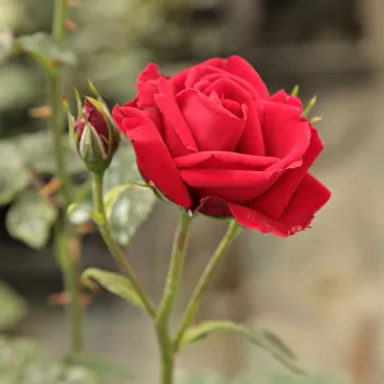 Aksamitny, ciemny, wiśniowy - róża pienna - Róże pienne - z kwiatami hybrydowo herbacianymi