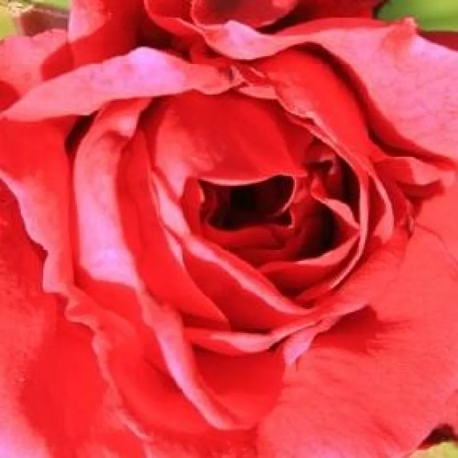 Solitaria - Rosa - Ravensteiner Mühlenrose - rosal de pie alto