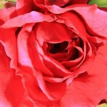 Rosa Szaffi - mierna vôňa ruží - Stromkové ruže s kvetmi čajohybridov - červená - Márk Gergelystromková ruža s kríkovitou tvarou koruny - -
