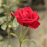 Vörös - diszkrét illatú rózsa - gyümölcsös aromájú - Online rózsa vásárlás - Rosa Ravensteiner Mühlenrose - climber, futó rózsa