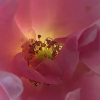 Rózsa rendelés online - rózsaszín - parkrózsa - Szent Erzsébet - diszkrét illatú rózsa - alma aromájú - (150-200 cm)