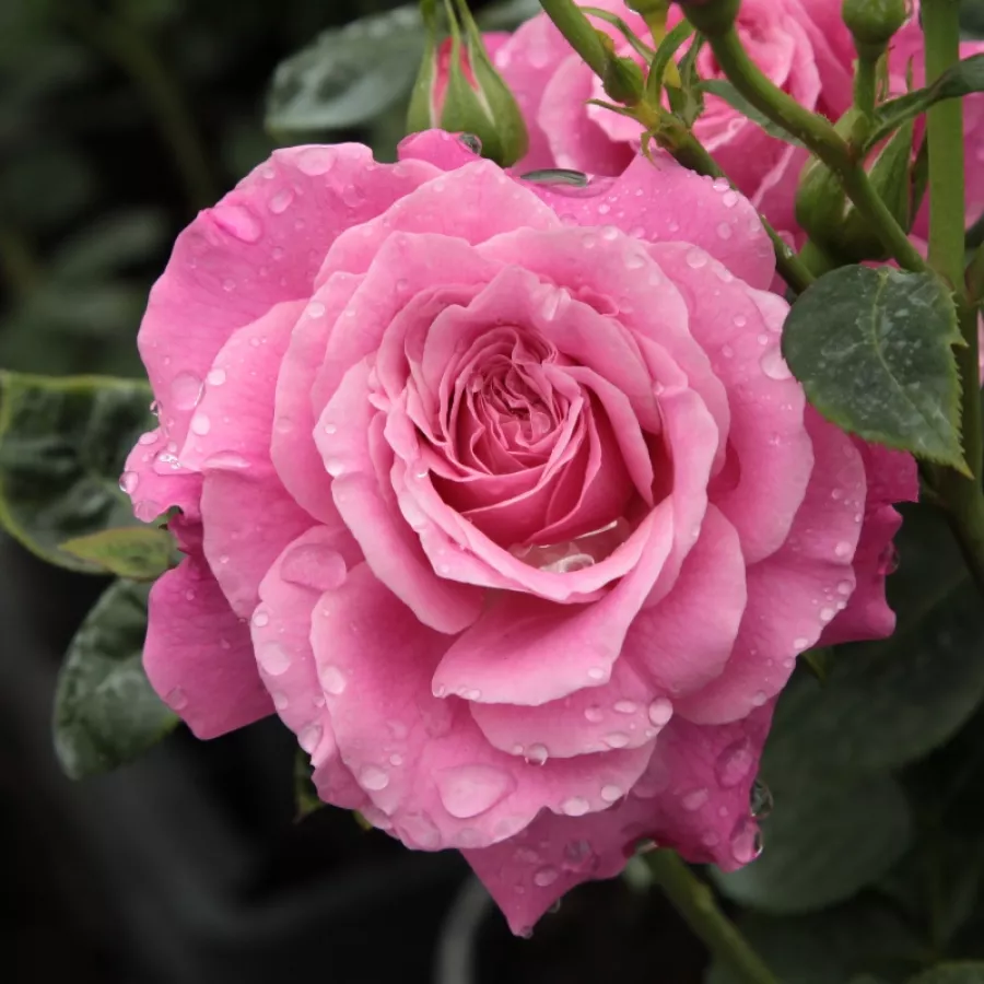 Trandafiri tufă - Trandafiri - Szent Erzsébet - Trandafiri online