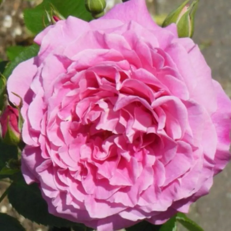 Rózsaszín - Rózsa - Szent Erzsébet - Online rózsa rendelés