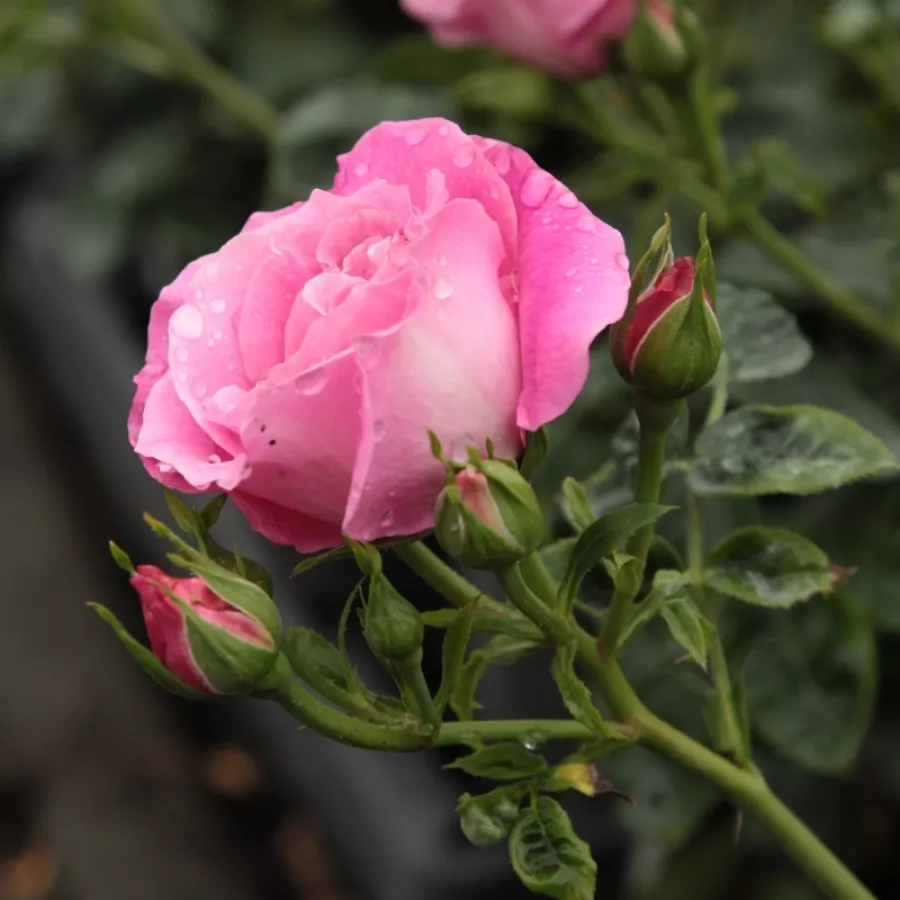 Diszkrét illatú rózsa - Rózsa - Szent Erzsébet - Online rózsa rendelés