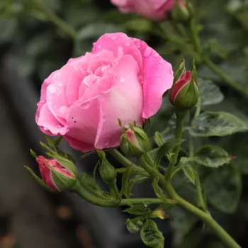 Rosa Szent Erzsébet - rózsaszín - parkrózsa