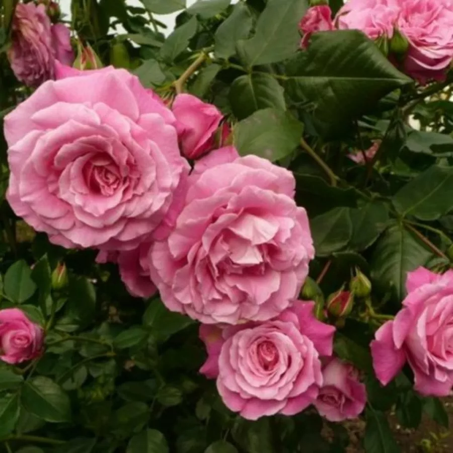 - - Rosa - Szent Erzsébet - Produzione e vendita on line di rose da giardino