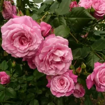 Jasnoróżowy - róże parkowe   (150-200 cm)