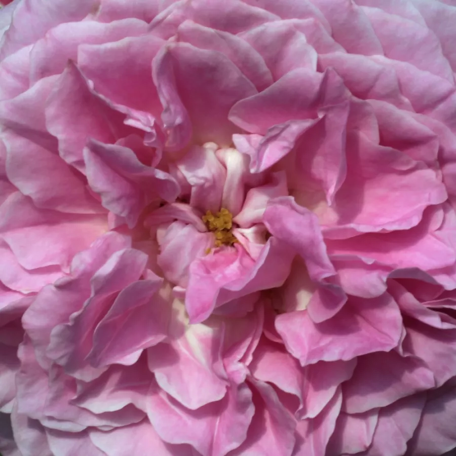 Shrub - Rosa - Szent Erzsébet - Comprar rosales online