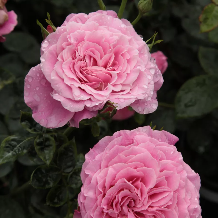 Márk Gergely - Rosa - Szent Erzsébet - rosal de pie alto