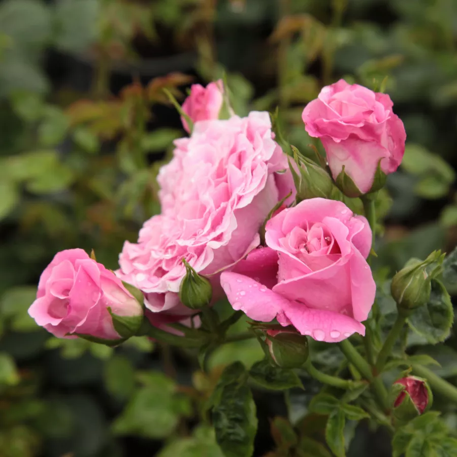 Stromkové růže - Stromkové růže, květy kvetou ve skupinkách - Růže - Szent Erzsébet - 