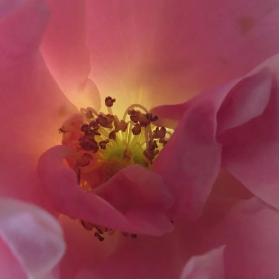 Csokros - Rózsa - Szent Erzsébet - Kertészeti webáruház