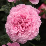 Parková ruža - mierna vôňa ruží - aróma jabĺk - ružová - Rosa Szent Erzsébet