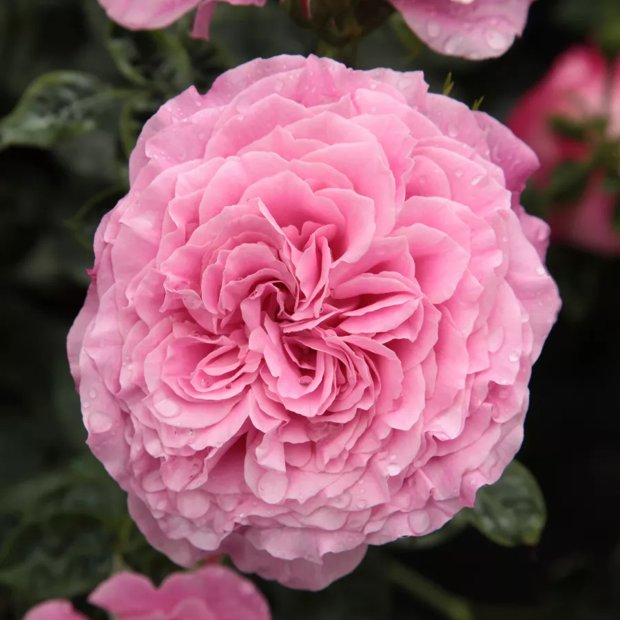 Róża z dyskretnym zapachem - Róża - Szent Erzsébet - sadzonki róż sklep internetowy - online