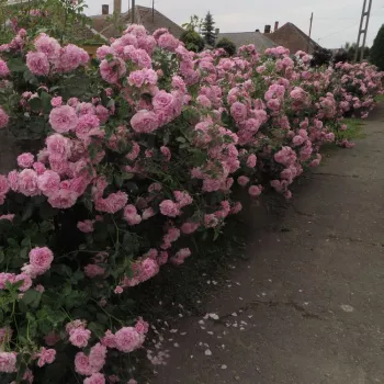 Roz deschis - Trandafiri tufă   (150-200 cm)