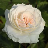 Fehér - virágágyi floribunda rózsa - Online rózsa vásárlás - Rosa Szent Margit - diszkrét illatú rózsa - vanilia aromájú