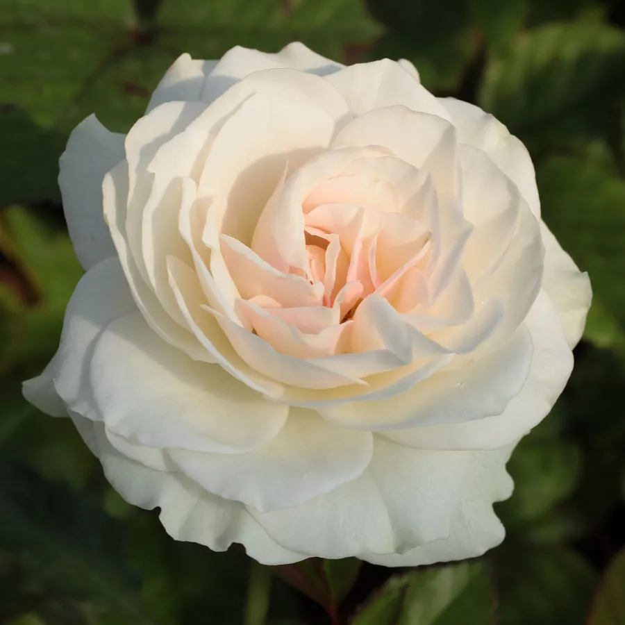 Róże rabatowe grandiflora - floribunda - Róża - Szent Margit - Szkółka Róż Rozaria