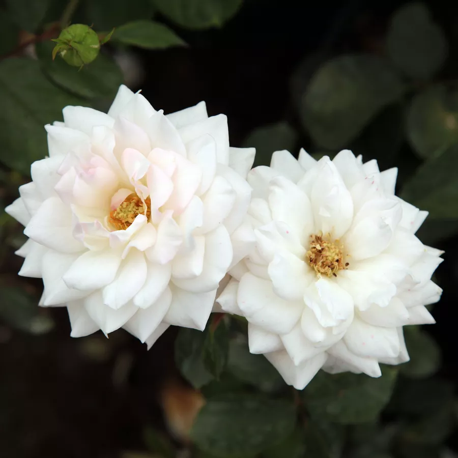 Blanco - Rosa - Szent Margit - Comprar rosales online
