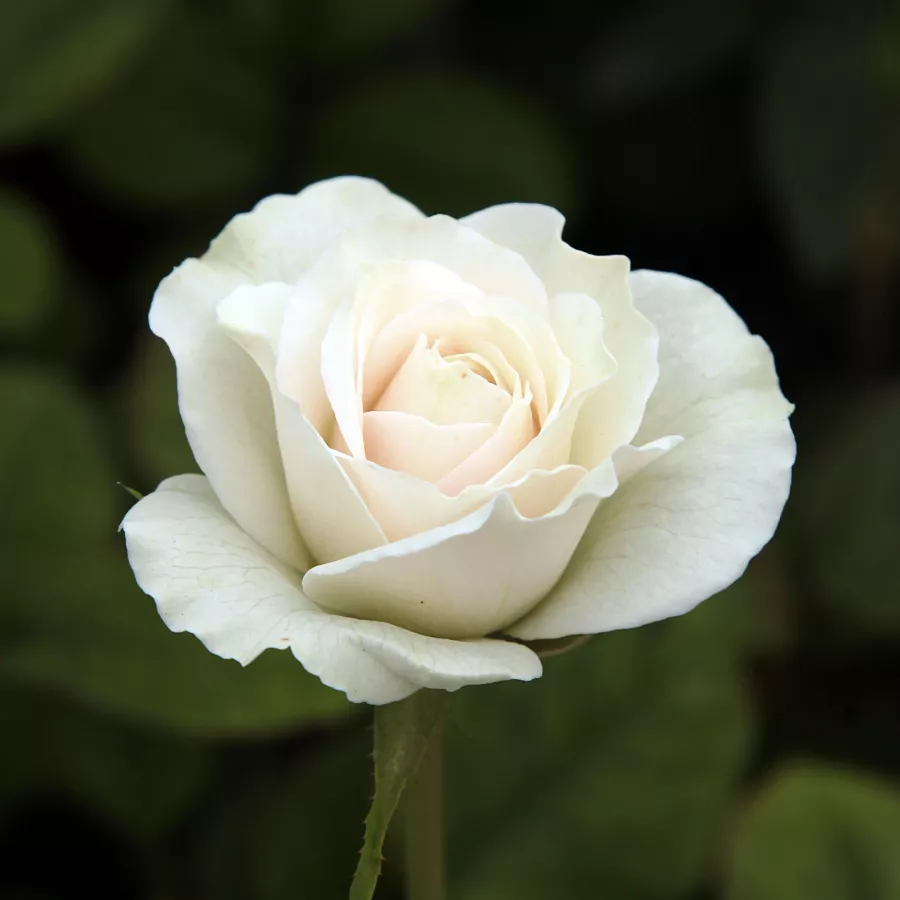 Trandafir cu parfum discret - Trandafiri - Szent Margit - Trandafiri online