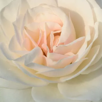 Rosen Shop - floribundarosen - weiß - Rosa Szent Margit - diskret duftend - Márk Gergely - Die Blütezeit beginnt in der ersten Junihälfte und dauert bis zum Herbst fast ununterbrochen an. Sie ist gegen Krankheiten tolerant, verträgt die Trockenheit und is