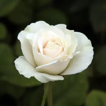 Rosa Szent Margit - biely - stromčekové ruže - Stromkové ruže, kvety kvitnú v skupinkách