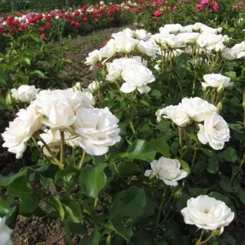 Fehér - rózsaszín árnyalat - virágágyi floribunda rózsa - diszkrét illatú rózsa - vanilia aromájú