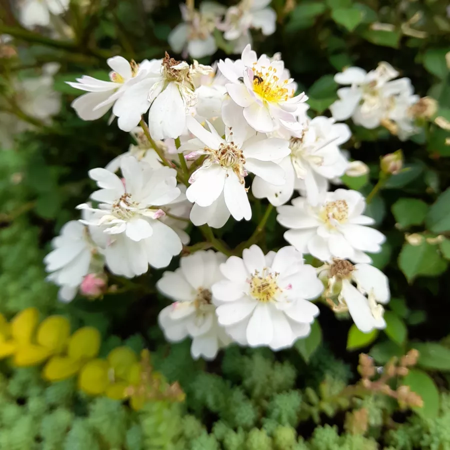 Różowy - biały - Róża - Talas - Szkółka Róż Rozaria