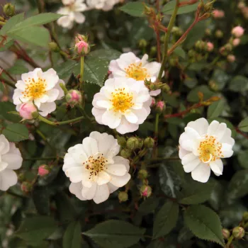 Rosa Talas - roz - alb - trandafiri pomisor - Trandafir copac cu trunchi înalt – cu flori mărunți