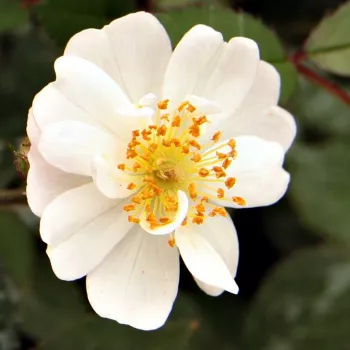 Rosa Talas - rosa sin fragancia - Árbol de Rosas Miniatura - rosal de pie alto - rosa - blanco - Győry Szilveszter- forma de corona compacta - Rosal de árbol con flores pequeñas que florecen abundantemente.
