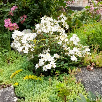 Fehér - világosrózsaszín árnyalat - törpe - mini rózsa   (20-30 cm)