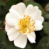 Mini - patuljasta ruža - bez mirisna ruža - sadnice ruža - proizvodnja i prodaja sadnica - Rosa Talas - ružičasto - bijelo