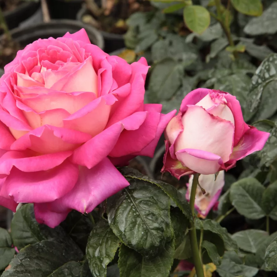 Roz - alb - Trandafiri - Tanger™ - Trandafiri online