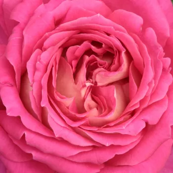 Online rózsa kertészet - teahibrid rózsa - rózsaszín - fehér - diszkrét illatú rózsa - ánizs aromájú - Tanger™ - (50-150 cm)