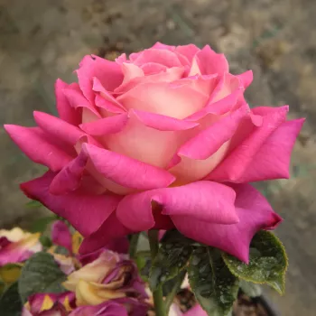 Bordová,, vnitřní strana lupenů je bílá - stromkové růže - Stromkové růže s květmi čajohybridů